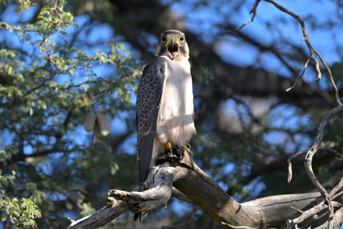 Raubvögel im KTP, Lanner Falcon (Lannerfalke)
