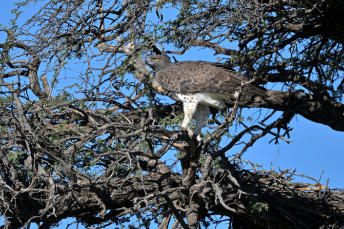 Raubvögel im KTP, Martial Eagle (Kampfadler)