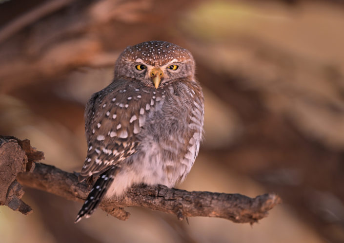 Raubvögel im KTP, Pearl-spotted Owlet (Perlkauz)